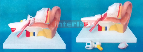 29 x 16 x 10 cm LEFT EAR, MIDDLE, 3 PCS / SET MAGNIFIED 3 TIMES WITH BASE, WEST-TYPE